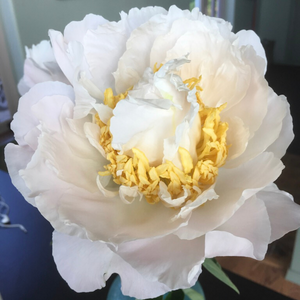 Assorted White Peonies in September.