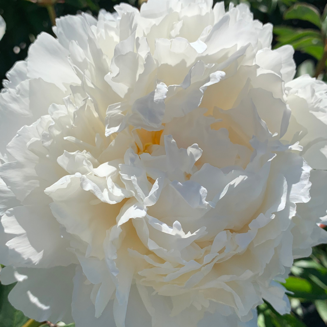 Assorted White Peonies in September.