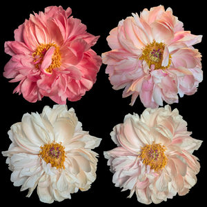 Coral Peonies in July & August