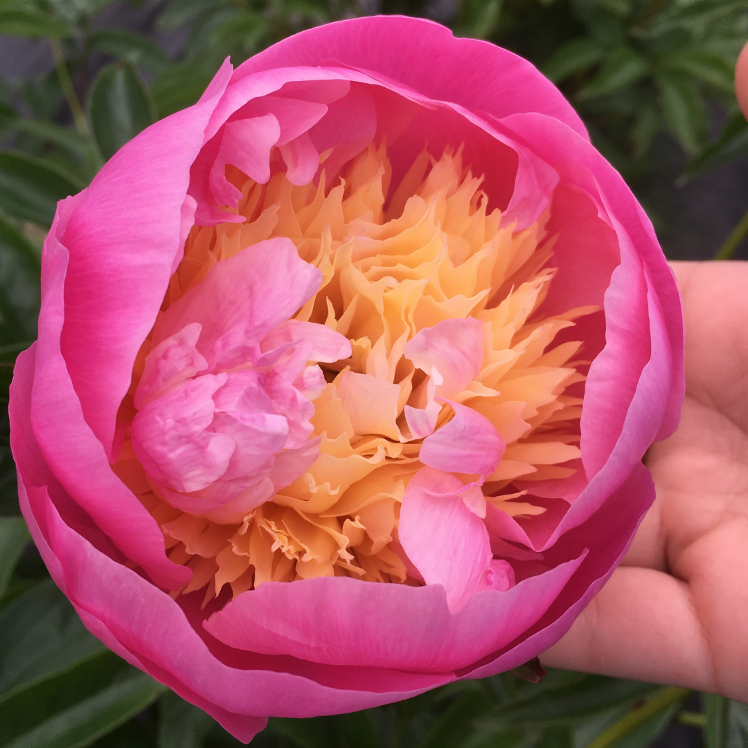 Bowl of Beauty - Pink Peonies in July & August