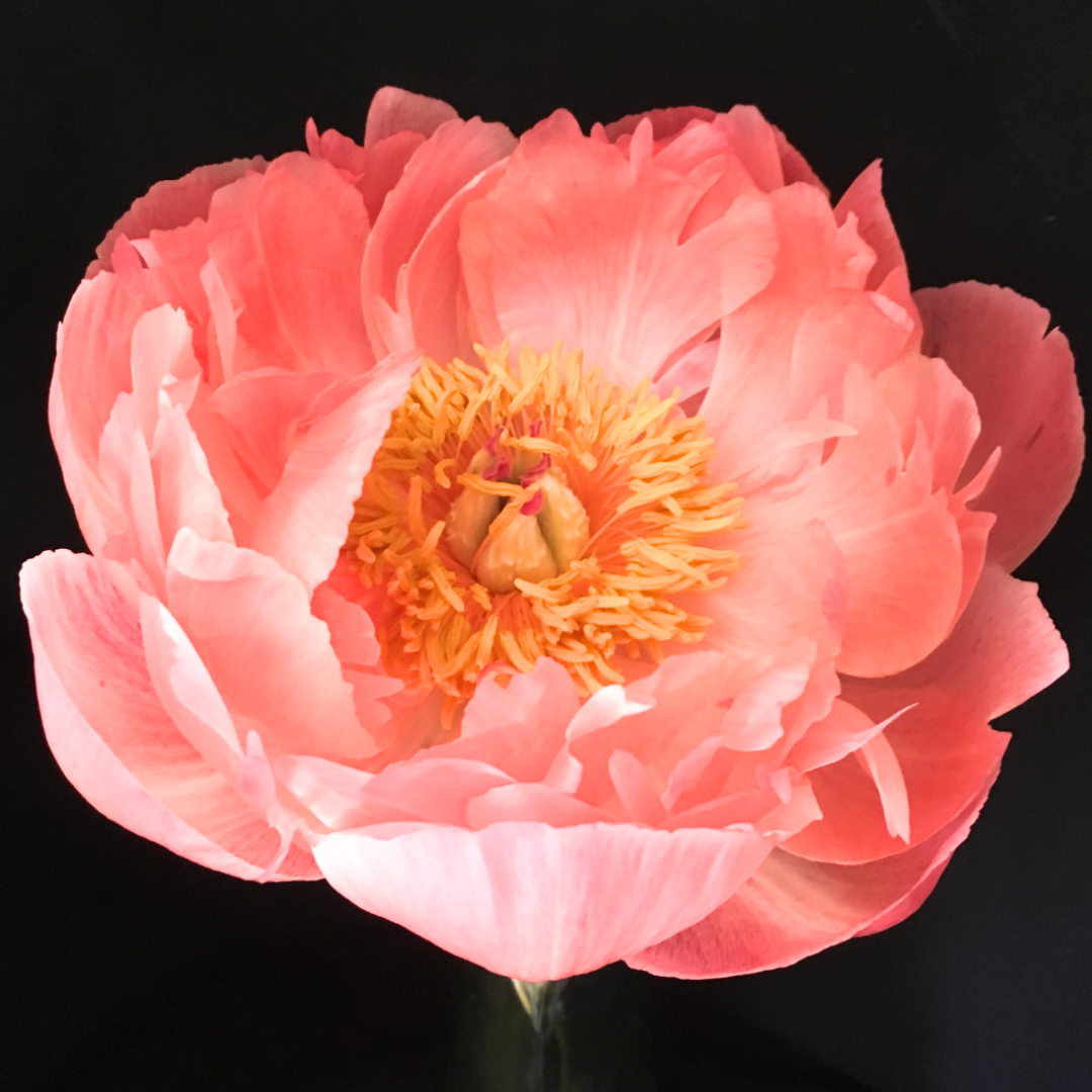 Coral Peonies in July & August