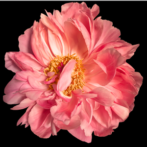 Coral Peonies in July & August