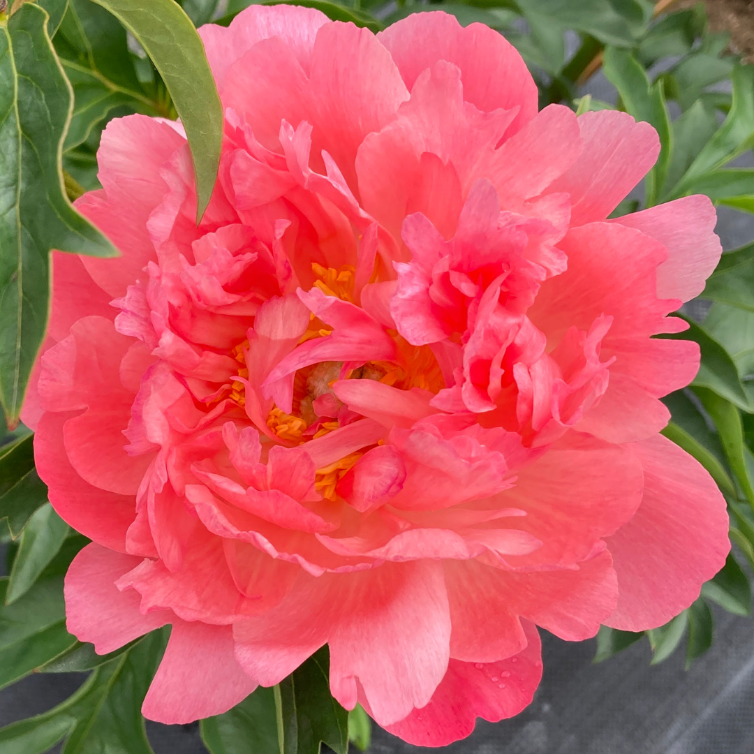 Coral Peonies in September - Alaska Flower Girls Peony Farm