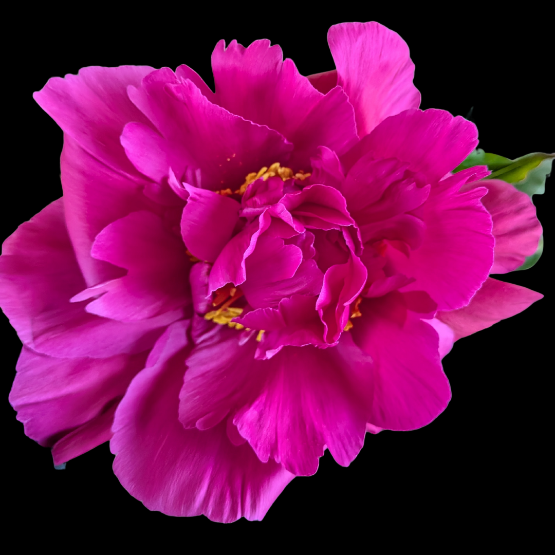 Bright Pink Peonies in July & August