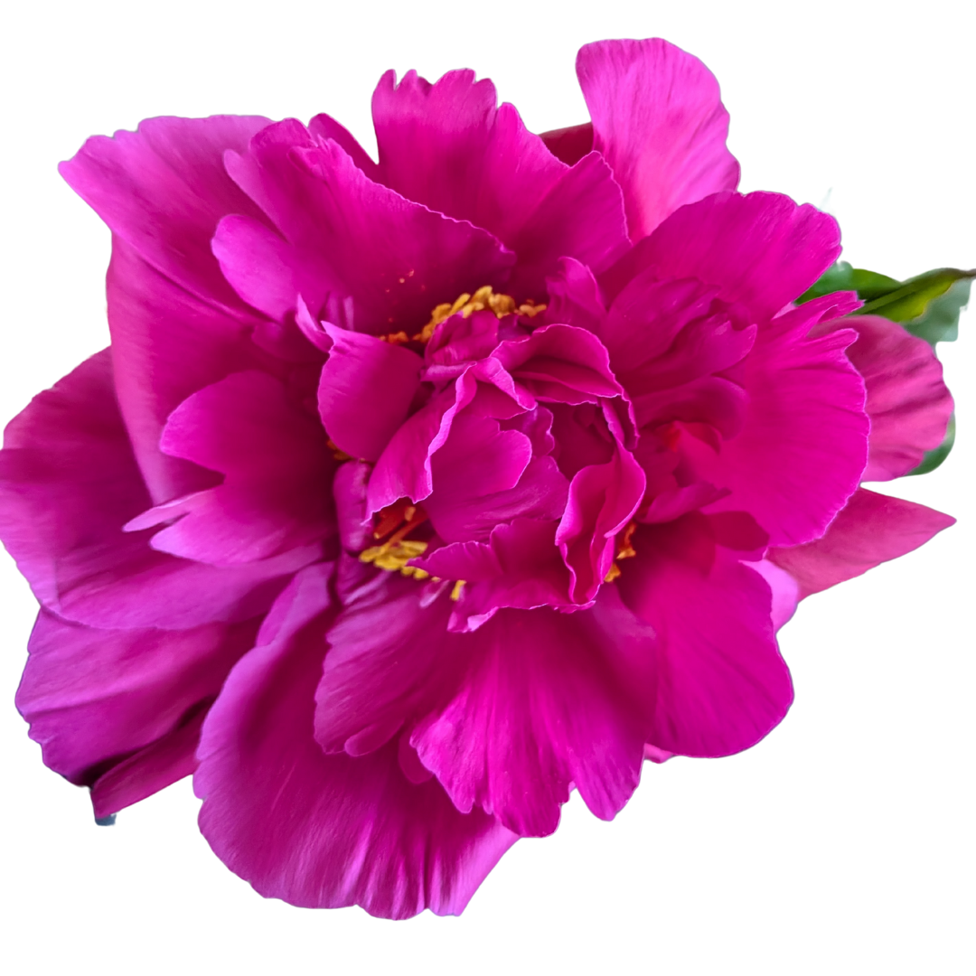 Bright Pink Peonies in July & August - Alaska Flower Girls Peony Farm