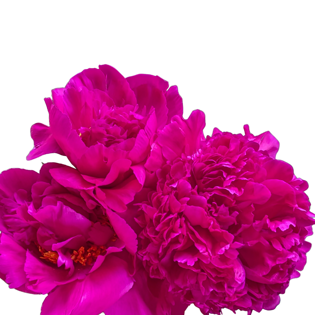 Bright Pink Peonies in July & August