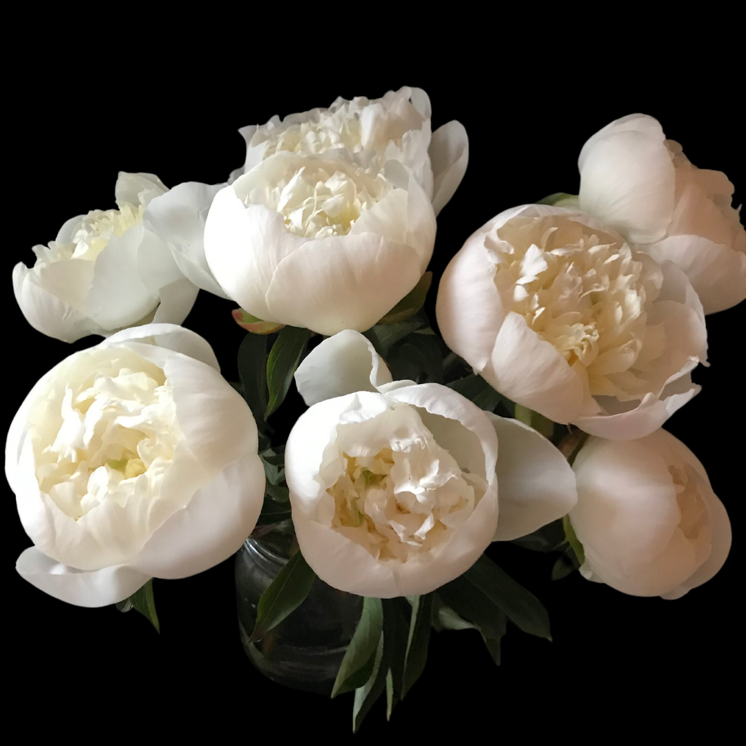 Alaska Flower Girls Peony Farm photo