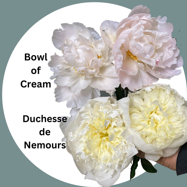 Duchesse_v_BoCream_e12efa39-