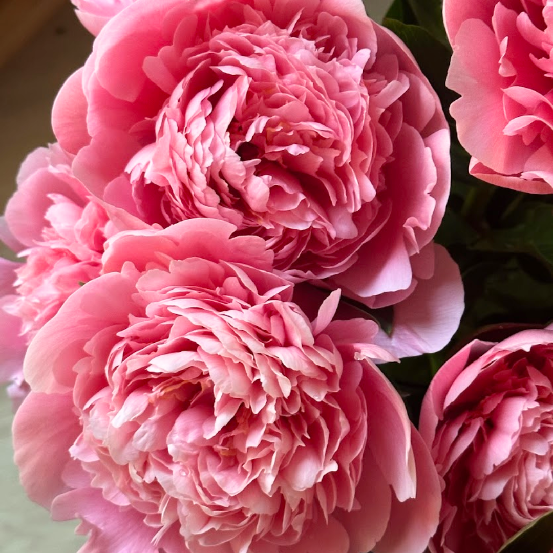 Bunch of light pink peonies with gold petal edges