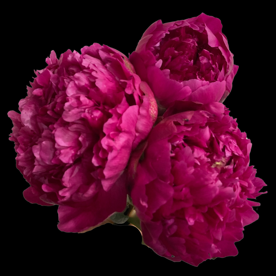 Hot Pink Peonies in July & August - Alaska Flower Girls Peony Farm