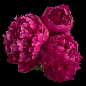 Hot Pink Peonies in September