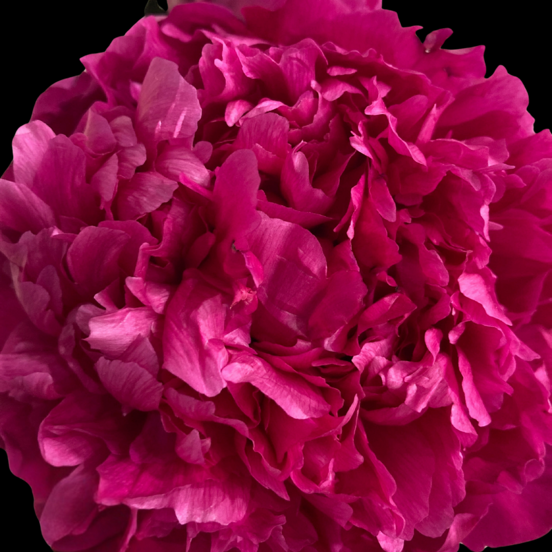 Hot Pink Peonies July-August