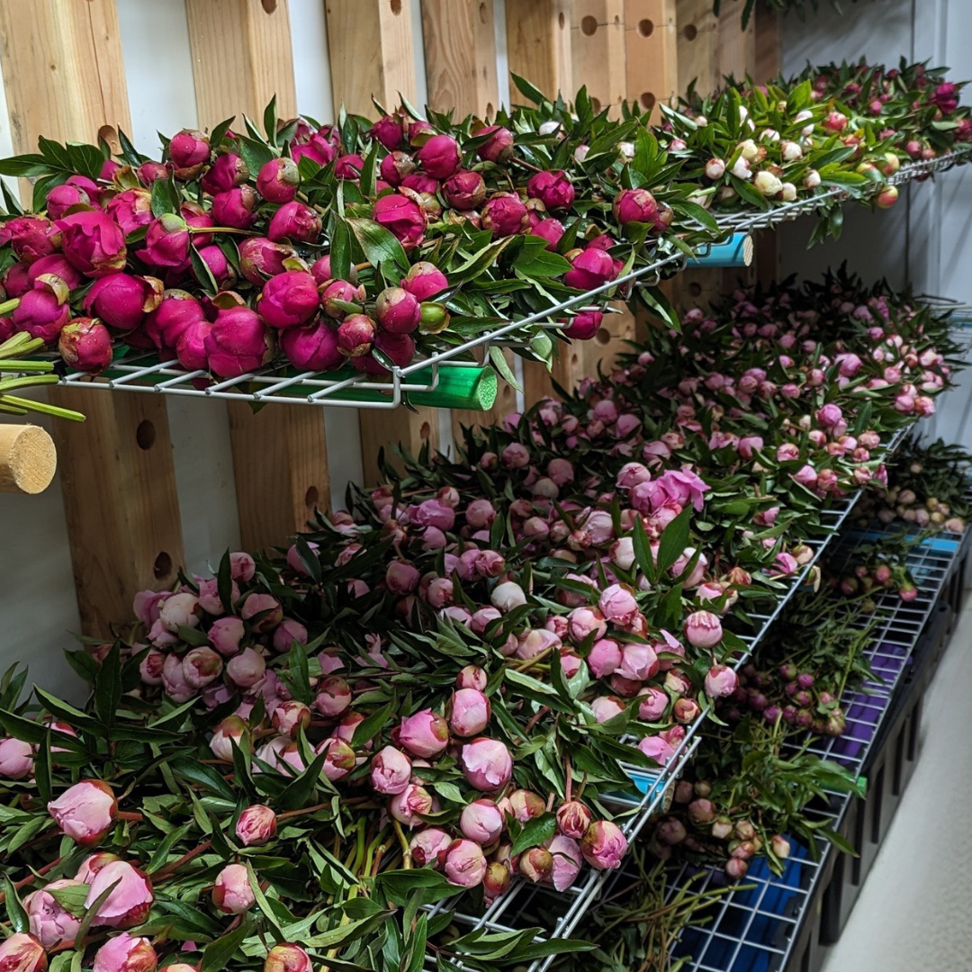 Hot Pink Peonies July-August