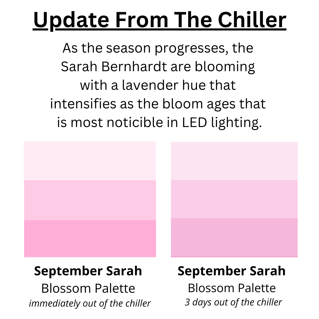 Sarah Bernhardt in September & October