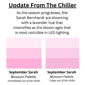 Sarah Bernhardt in September & October