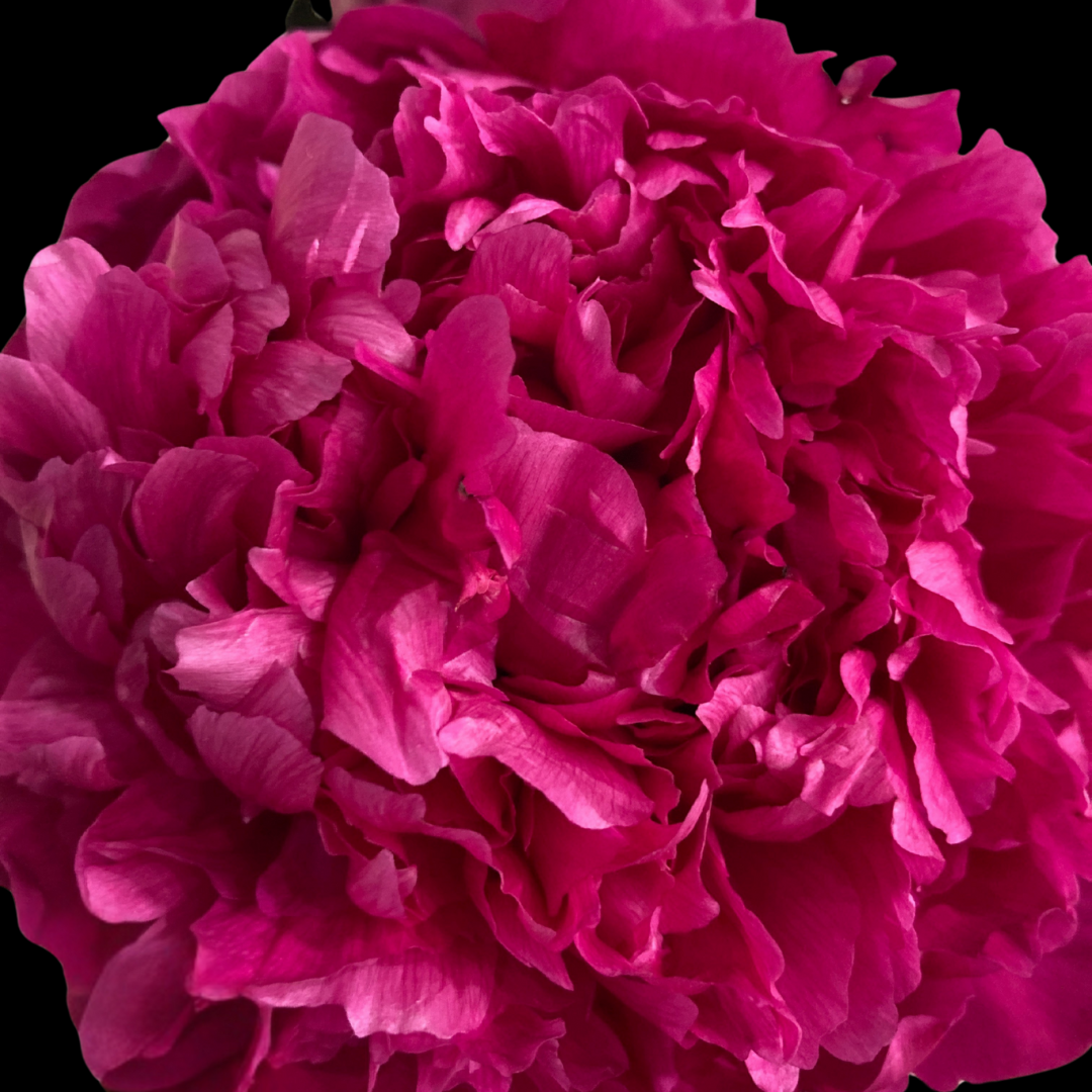 Bright Pink Peonies in September