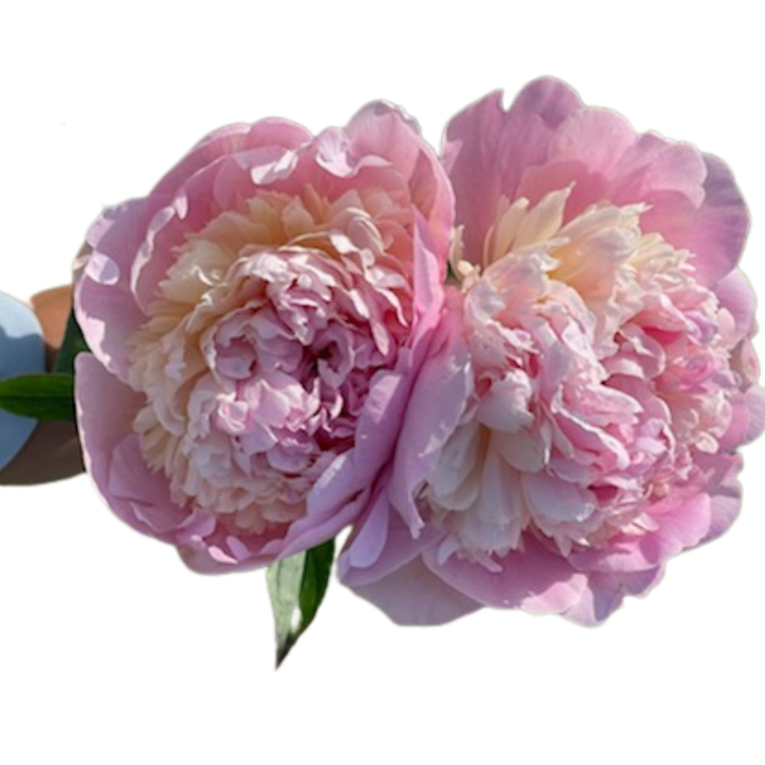 Blush Peonies in September - Alaska Flower Girls Peony Farm