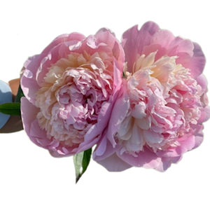 Blush Peonies in September - Alaska Flower Girls Peony Farm