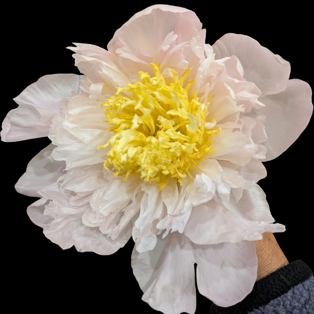 My Love - Blush Peonies in September - Alaska Flower Girls Peony Farm