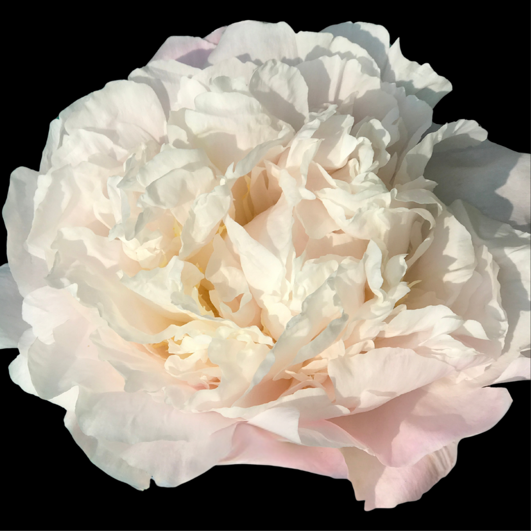 My Love - Blush Peonies in July & August - Alaska Flower Girls Peony Farm