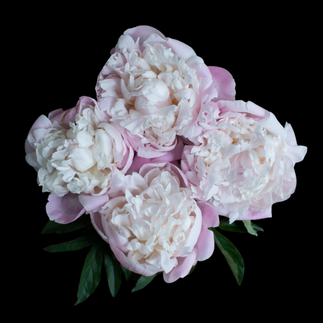 Nick Shaylor in September - Alaska Flower Girls Peony Farm