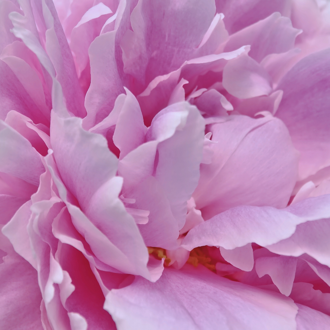 Sarah Bernhardt - Pink Peonies in September