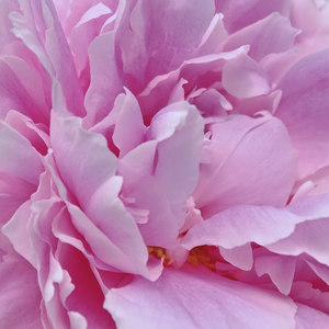 Sarah Bernhardt - Pink Peonies in September