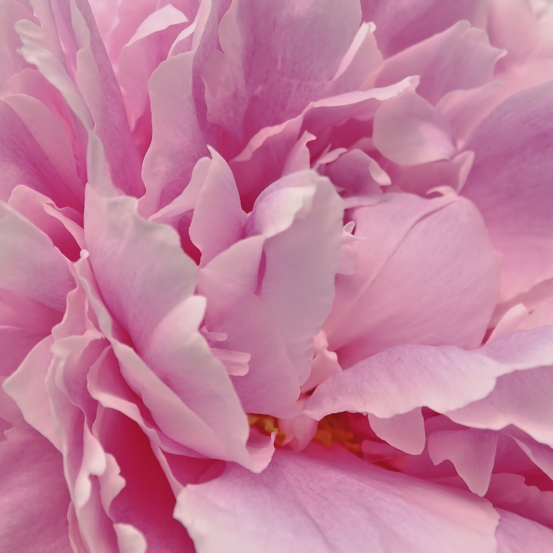 Close up of a Sarah Bernhardt peony