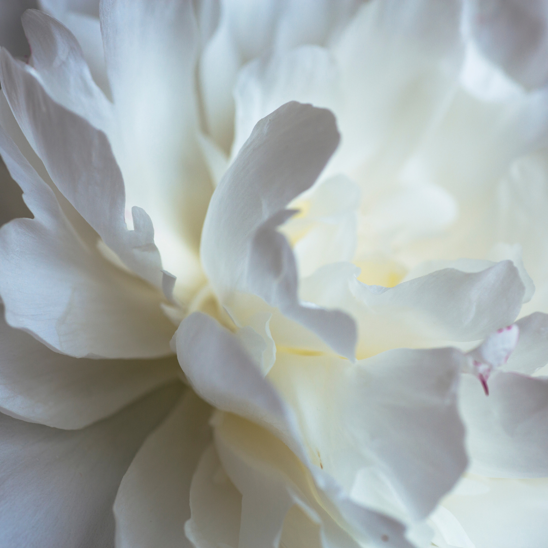 White Peonies in September. - Alaska Flower Girls Peony Farm