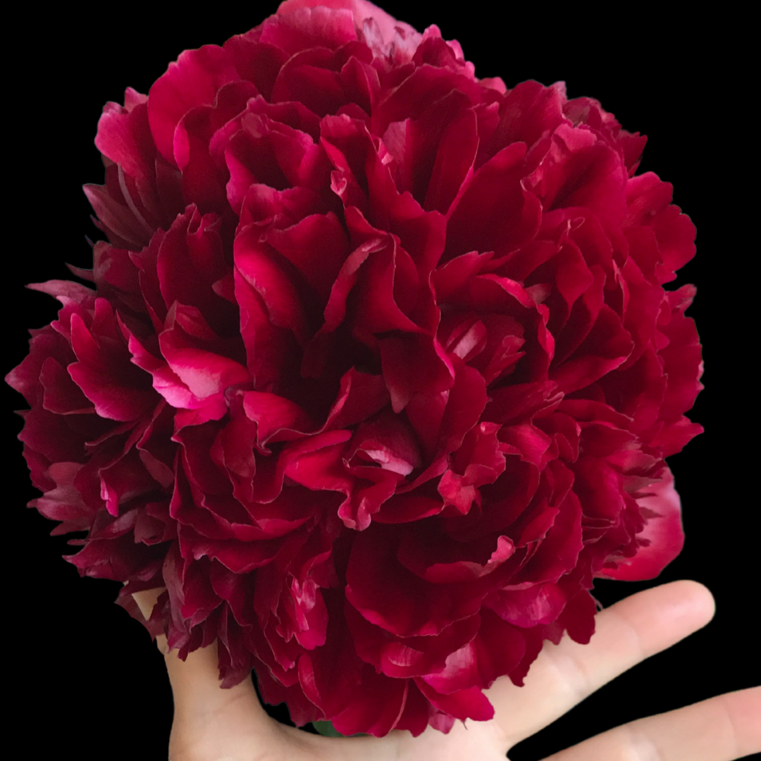 Red Peonies in July & August - Alaska Flower Girls Peony Farm
