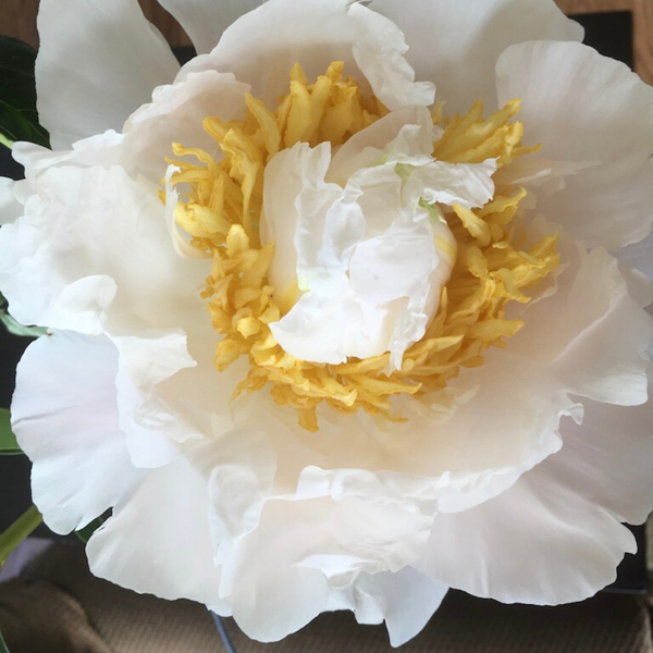 August Peonies | Alaska Wedding Peony - Alaska Flower Girls Peony Farm