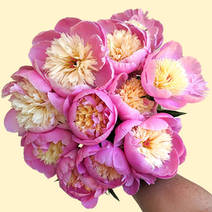 50 pink and yellow peonies - Bountiful Bowl of Beauties!