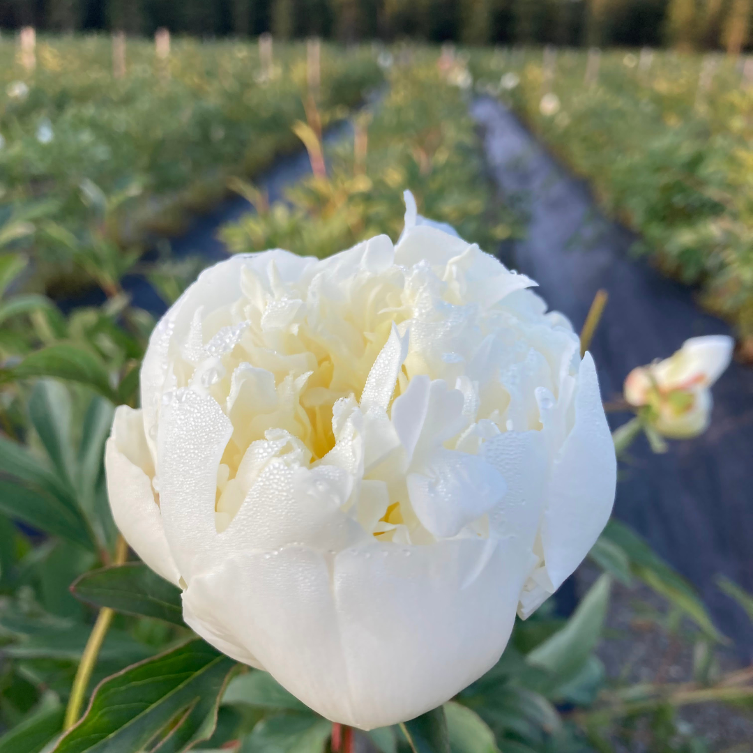Duchesse de Nemours - White Peonies in September Duchesse de Nemours - White Peonies in September
