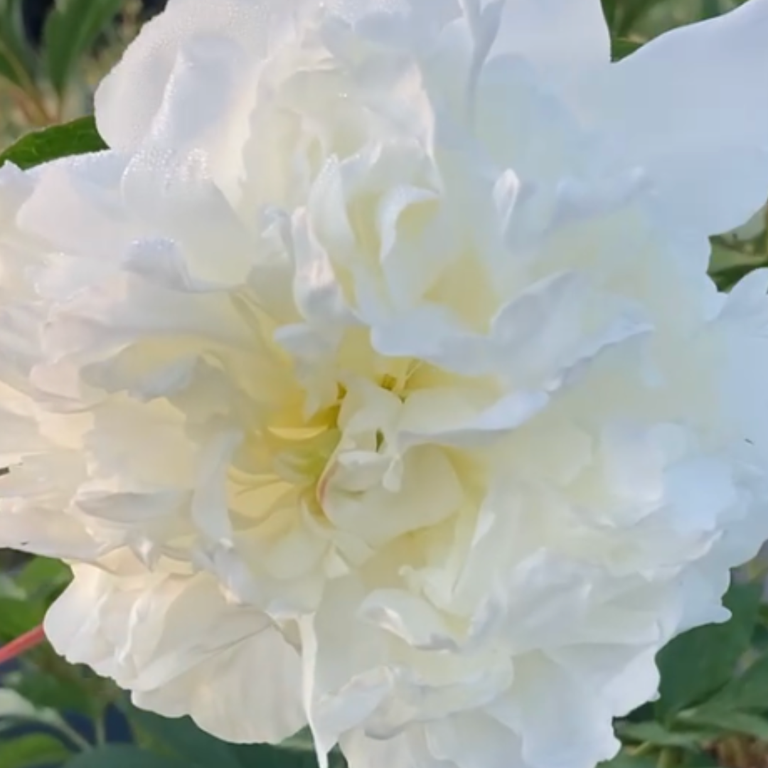 Duchesse de Nemours White Peonies in September - Alaska Flower Girls Peony Farm