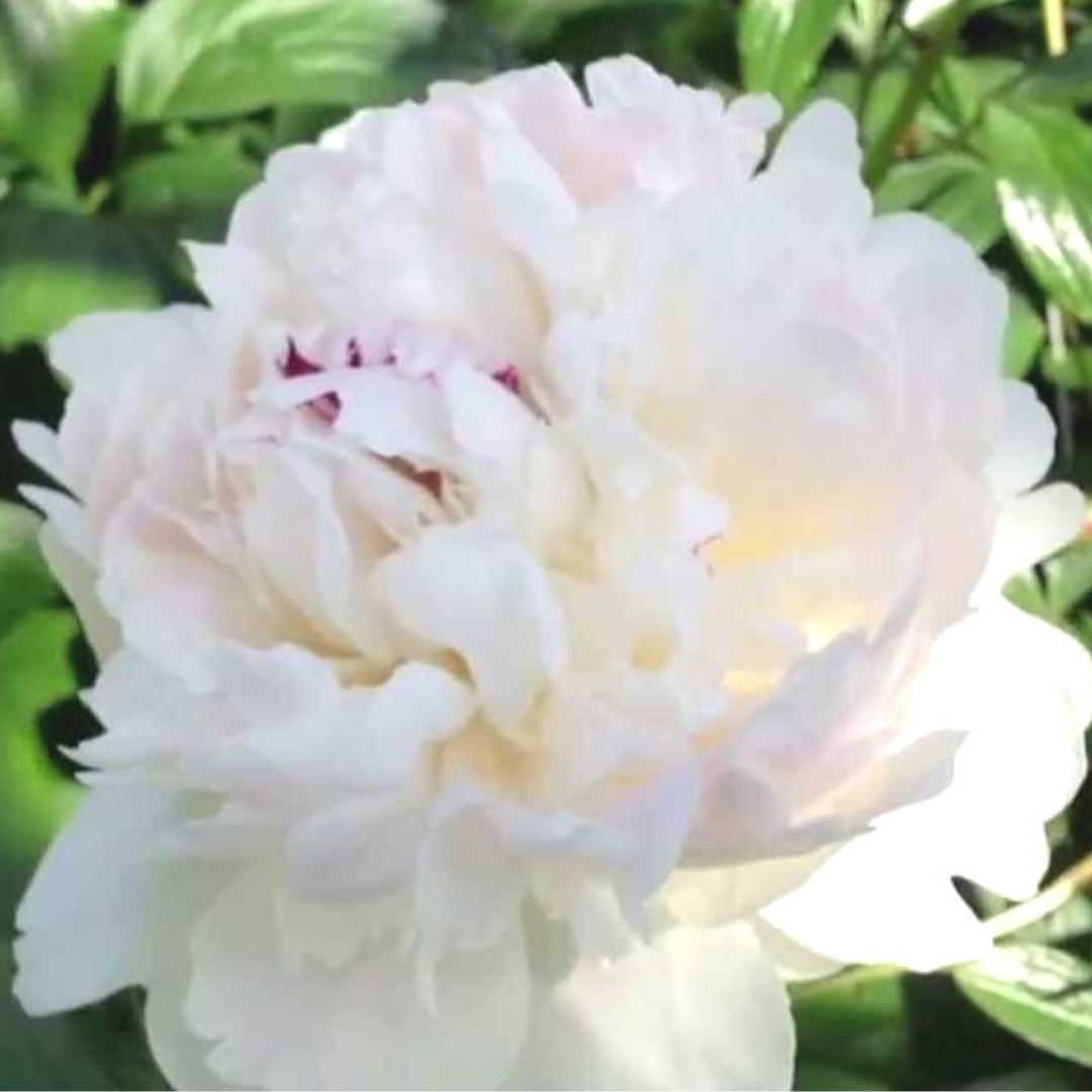 Festiva Maxima White Peonies in July & August - Alaska Flower Girls Peony Farm