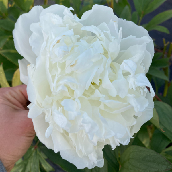 Duchesse de Nemours - White Peonies in September