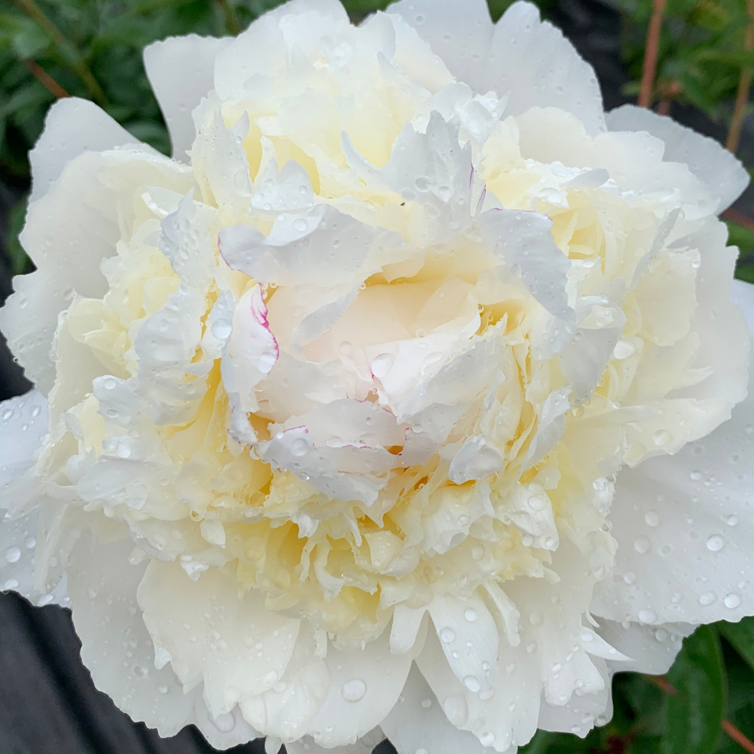 Henry Sass White Peonies in August - Alaska Flower Girls Peony Farm