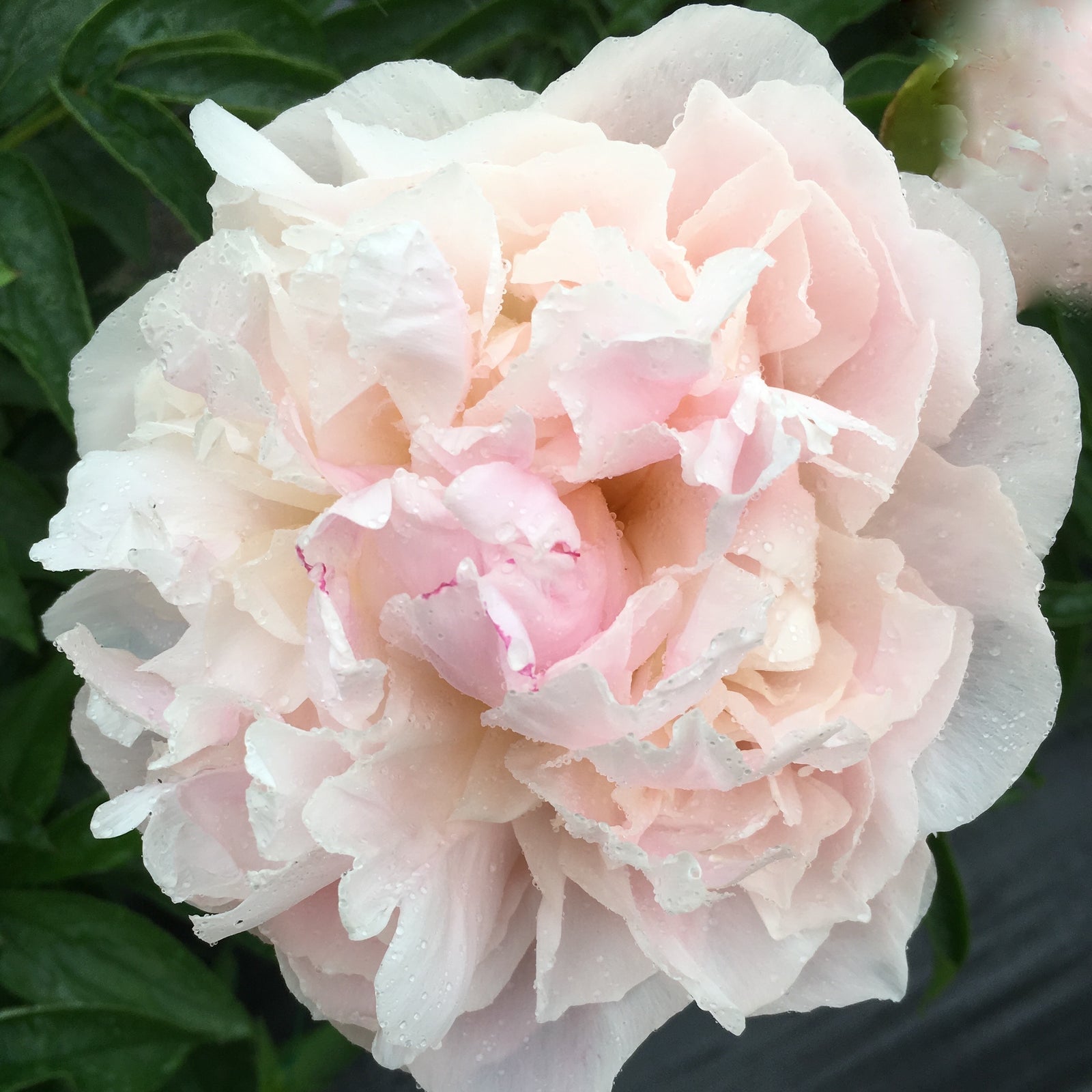 Mother's Choice Blush Peonies in August - Alaska Flower Girls Peony Farm