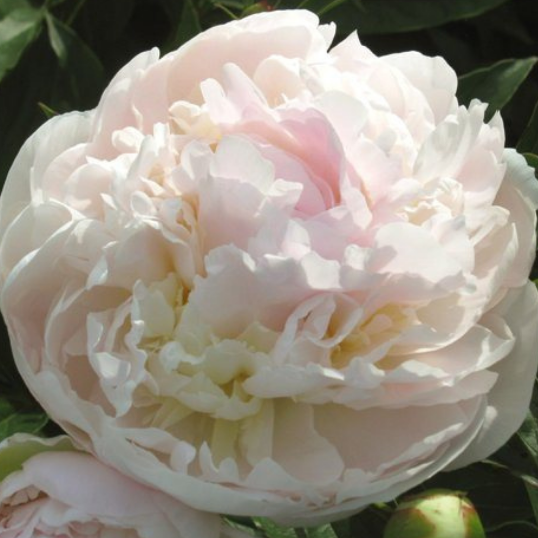 Blush Peonies for August weddings | My Love Peony - Alaska Flower