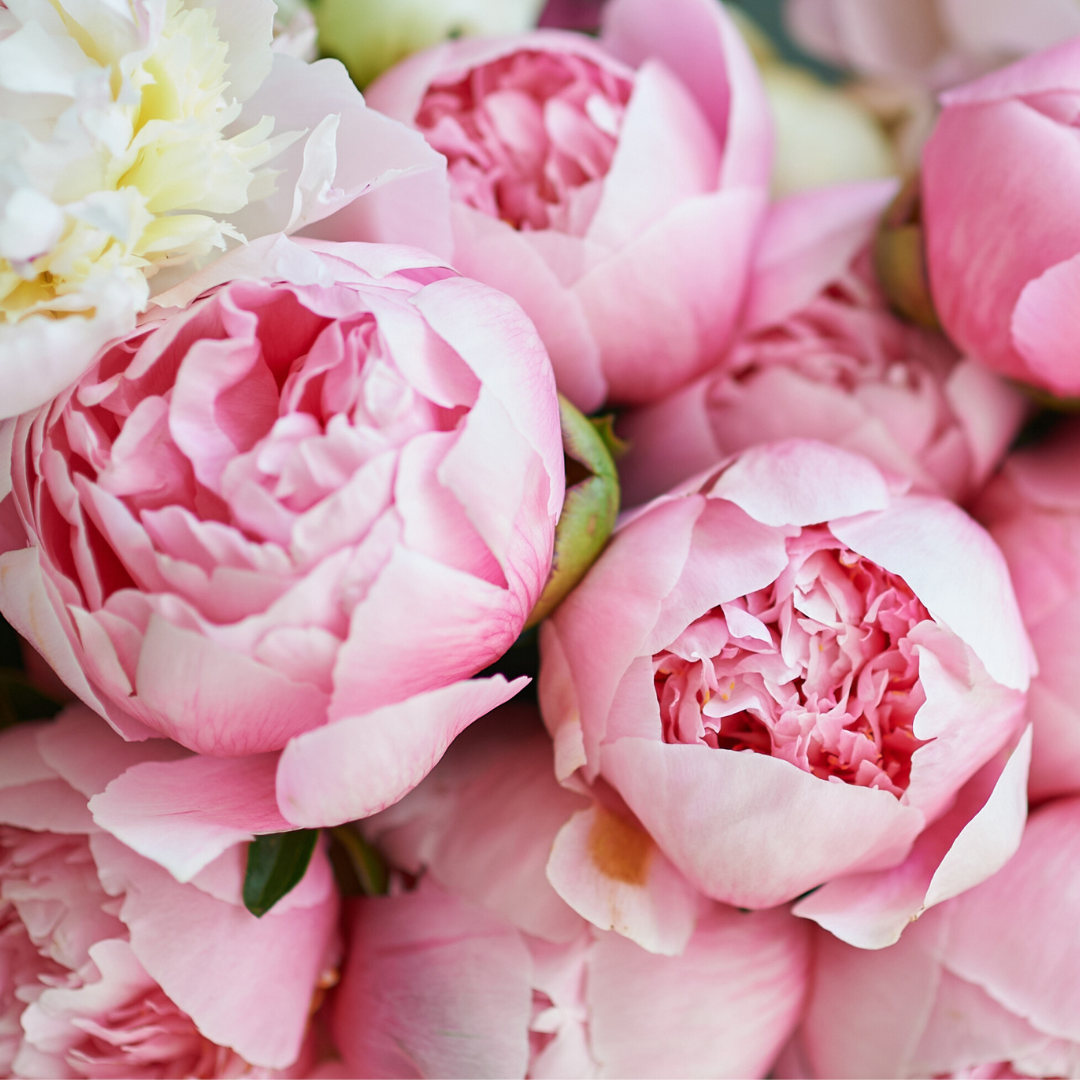 august-wedding-peonies-allan-rogers-white-peony-alaska-flower-girls