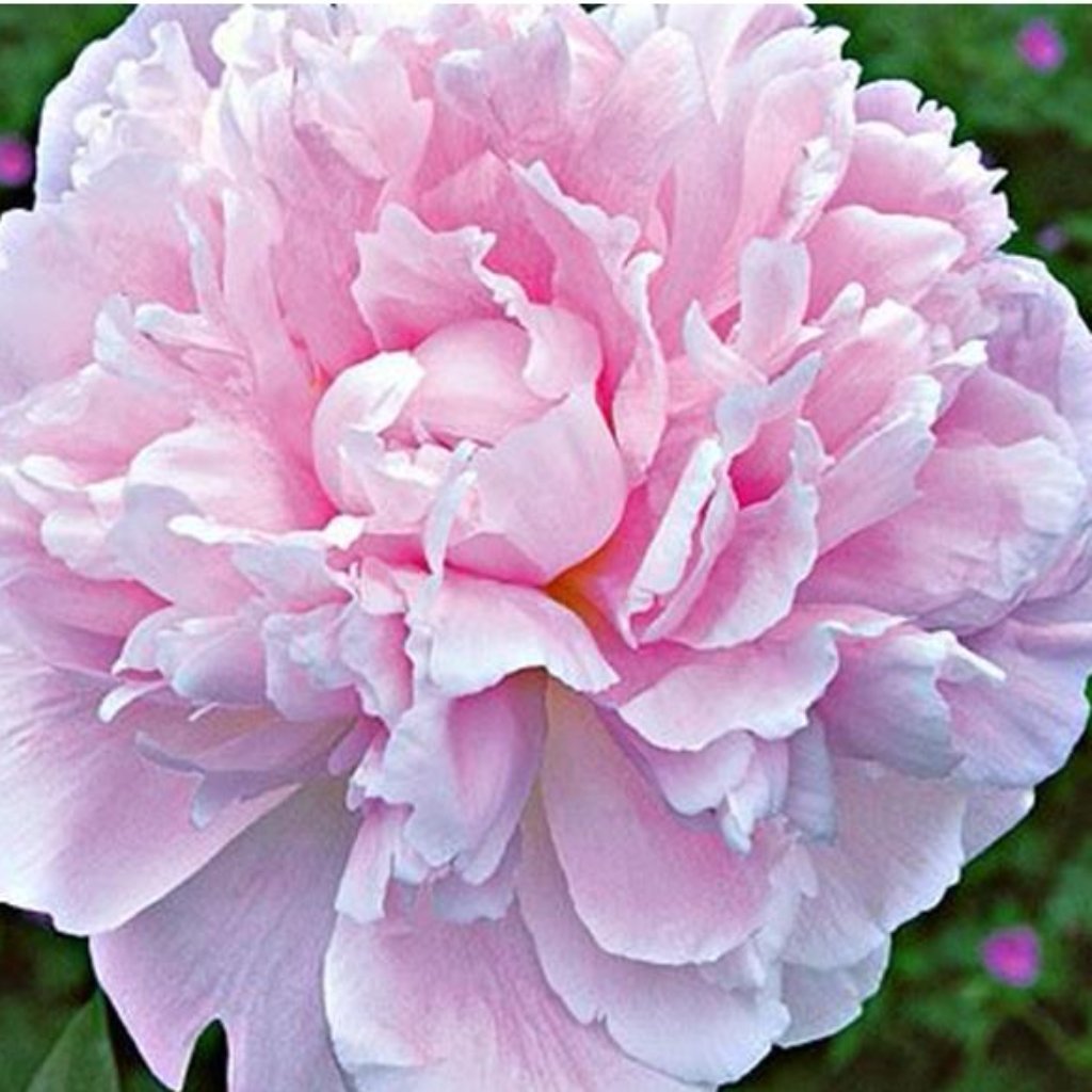 Sarah Bernhardt Pink Peonies in July & August - Alaska Flower Girls Peony Farm