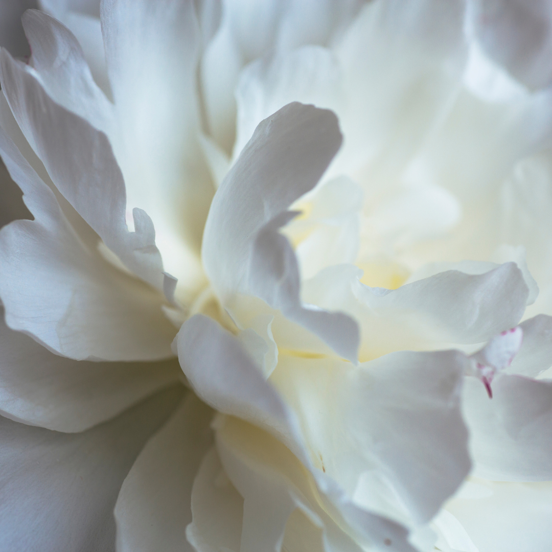 Assorted White Peonies July-August