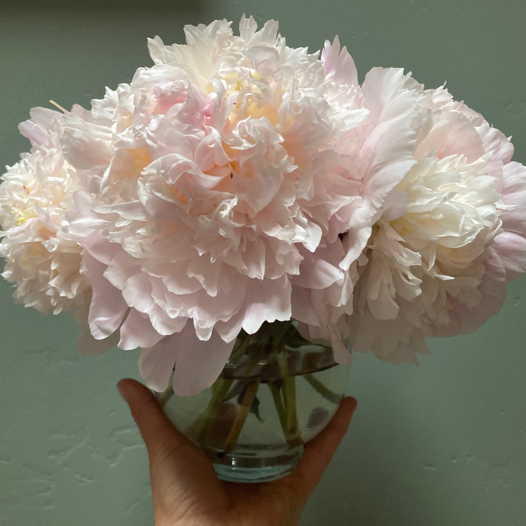 At First Blush July-August - Alaska Flower Girls Peony Farm